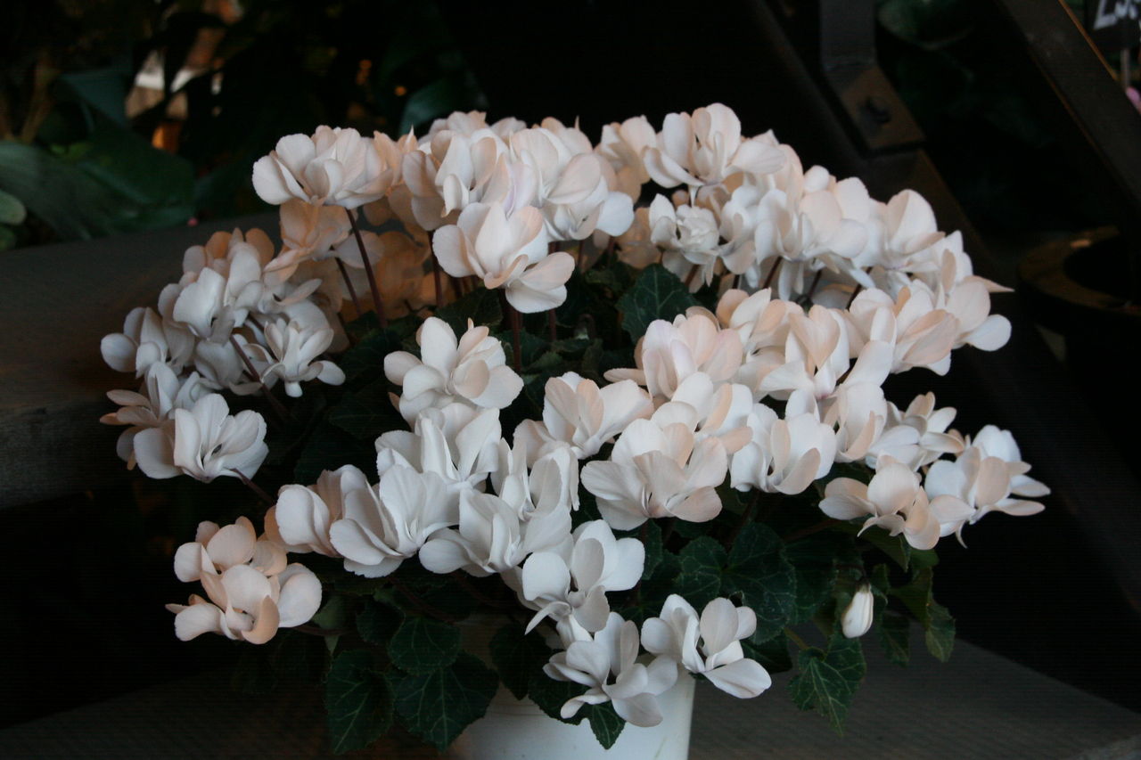 白い妖精 シクラメン ウインクホワイト プチ フルール Actis Flower Garden Green