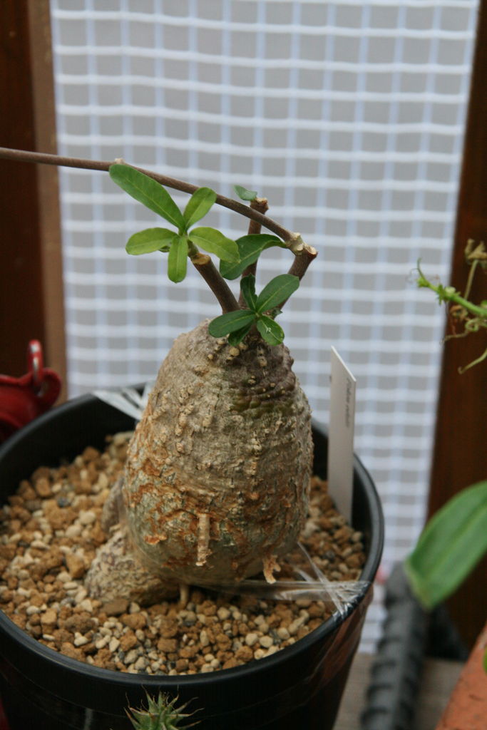 塊根植物の土Premium10㍑培養土 パキポディウム・アデニウム等