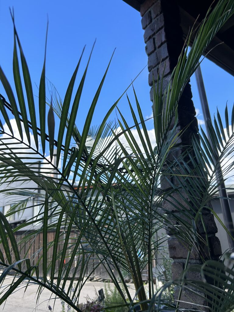 jqrfbvさん専用ヒメココスヤシ ヒメココス10｜観葉植物専門店「ワールドガーデン」