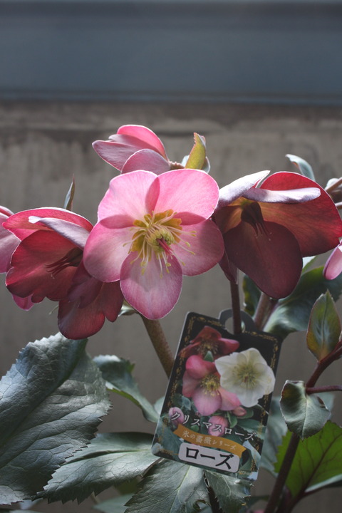 まゆ様♥️スターローズクォーツ＆ストロベリークォーツプルメリア