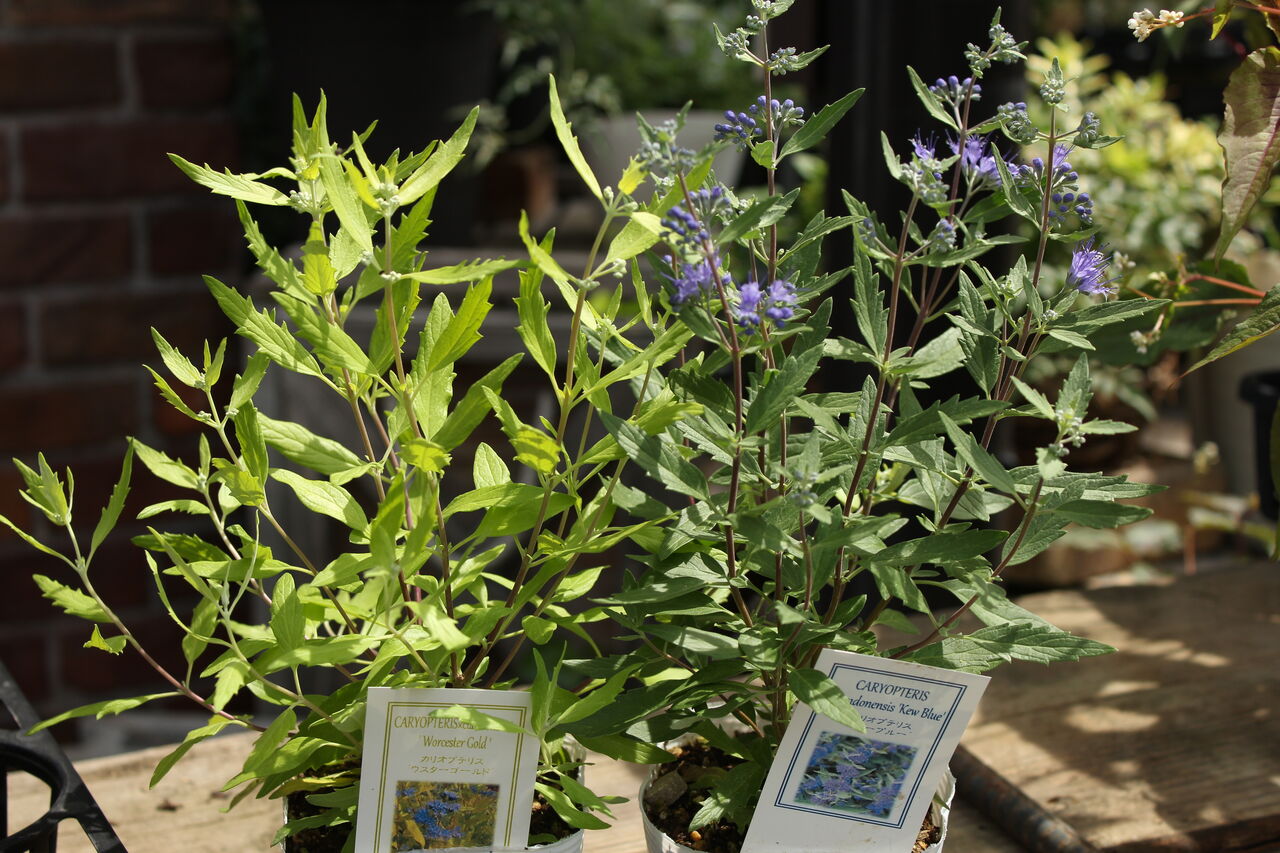 カリオプテリスと夏におすすめのリーフたち プチ フルール Actis Flower Garden Green