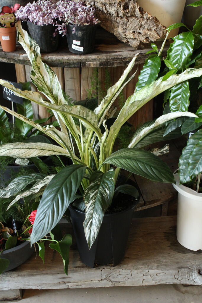 とってもレアです スパティフィラム センセーション バリエガータ フィロデンドロン ピンクプリンセス プチ フルール Actis Flower Garden Green