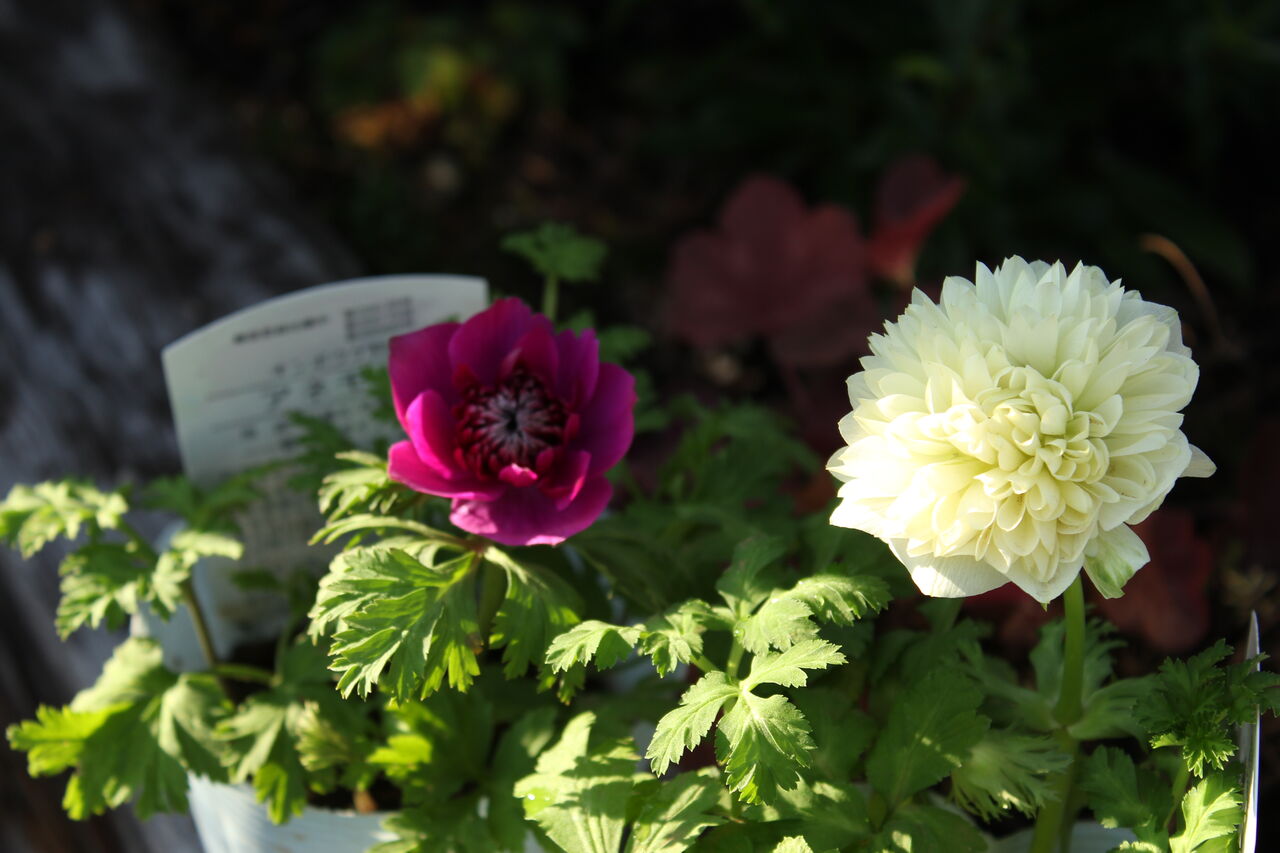 アネモネ 凜々花 とスイートアリッサム プチ フルール Actis Flower Garden Green