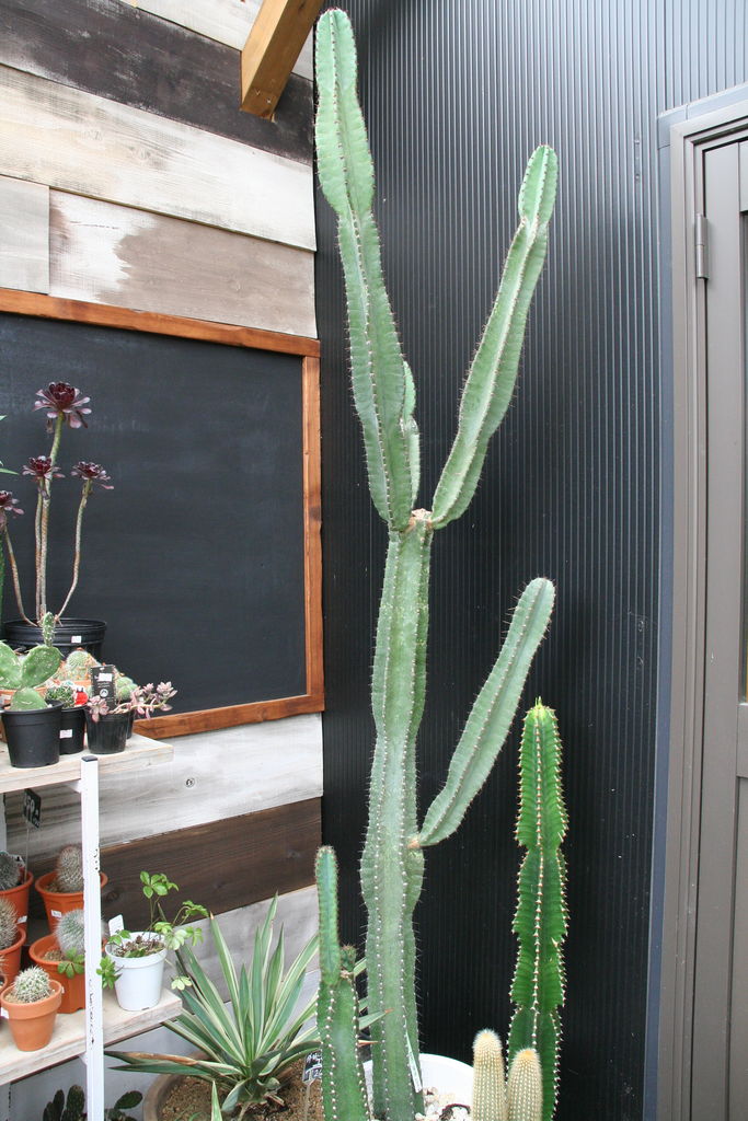 柱サボテンの花 プチ フルール Actis Flower Garden Green