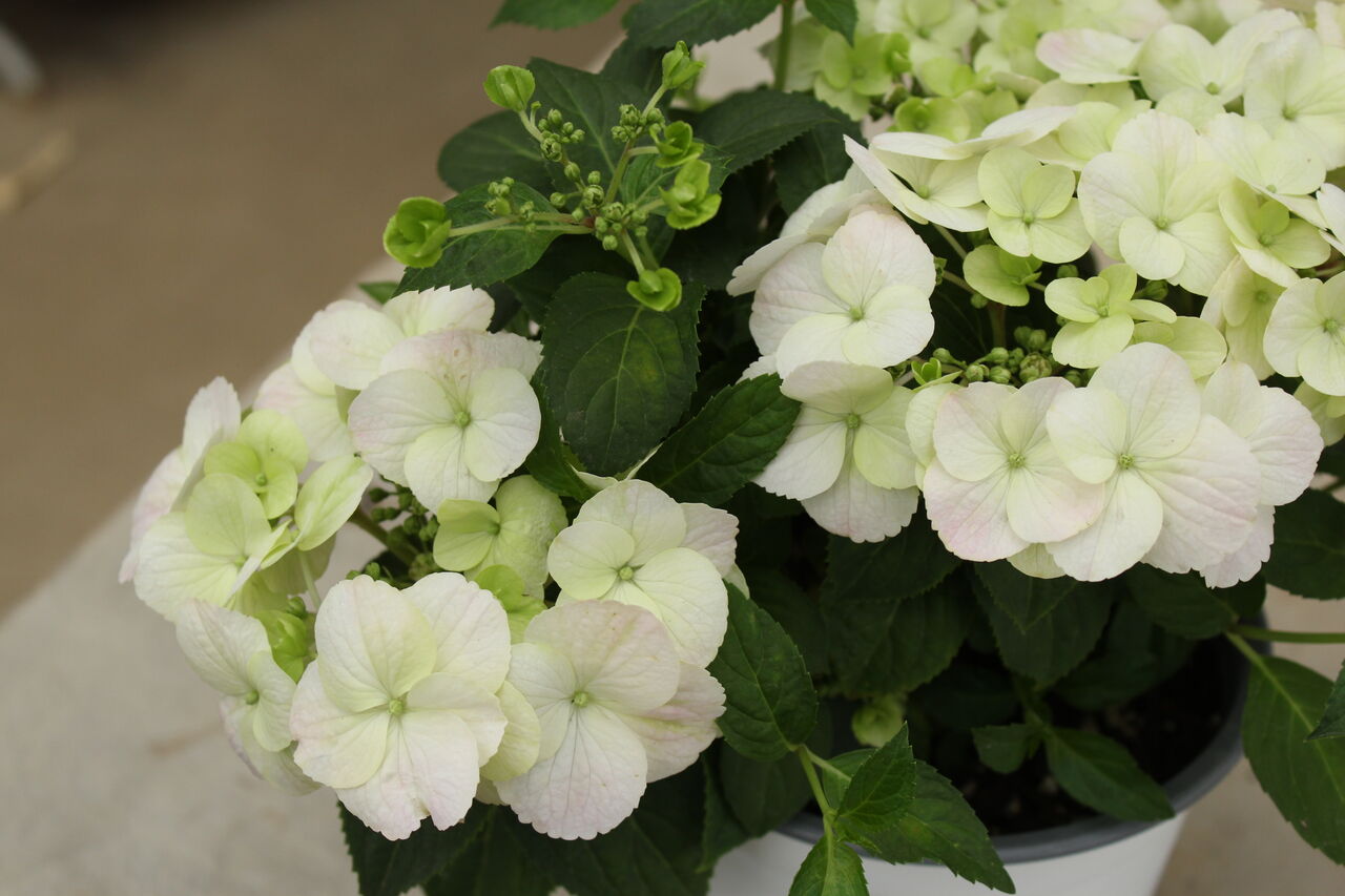 紫陽花 ラグランジア フレンチボレロ 超大株 来年用