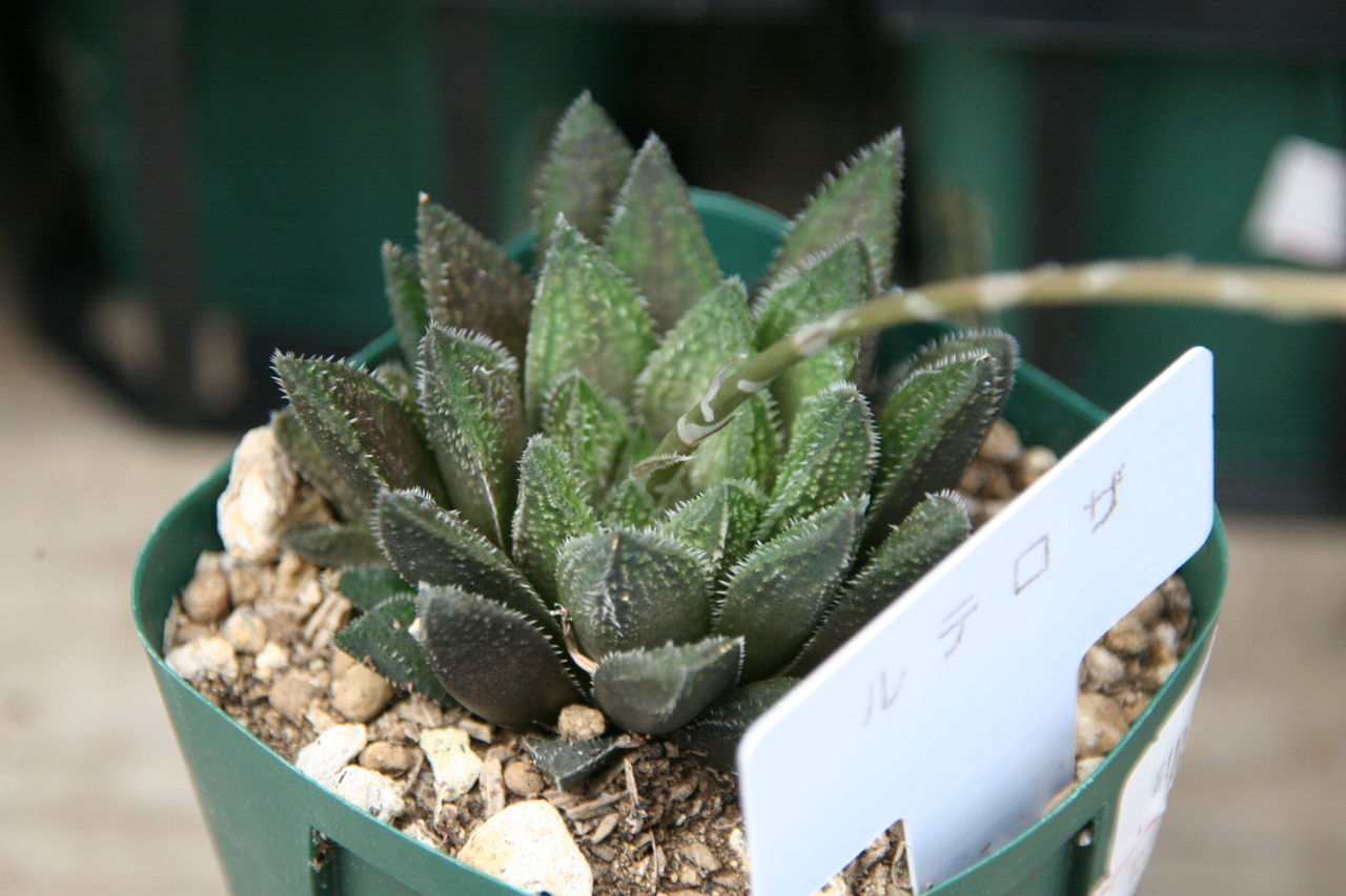 ハオルチア いろいろあります プチ フルール Actis Flower Garden Green