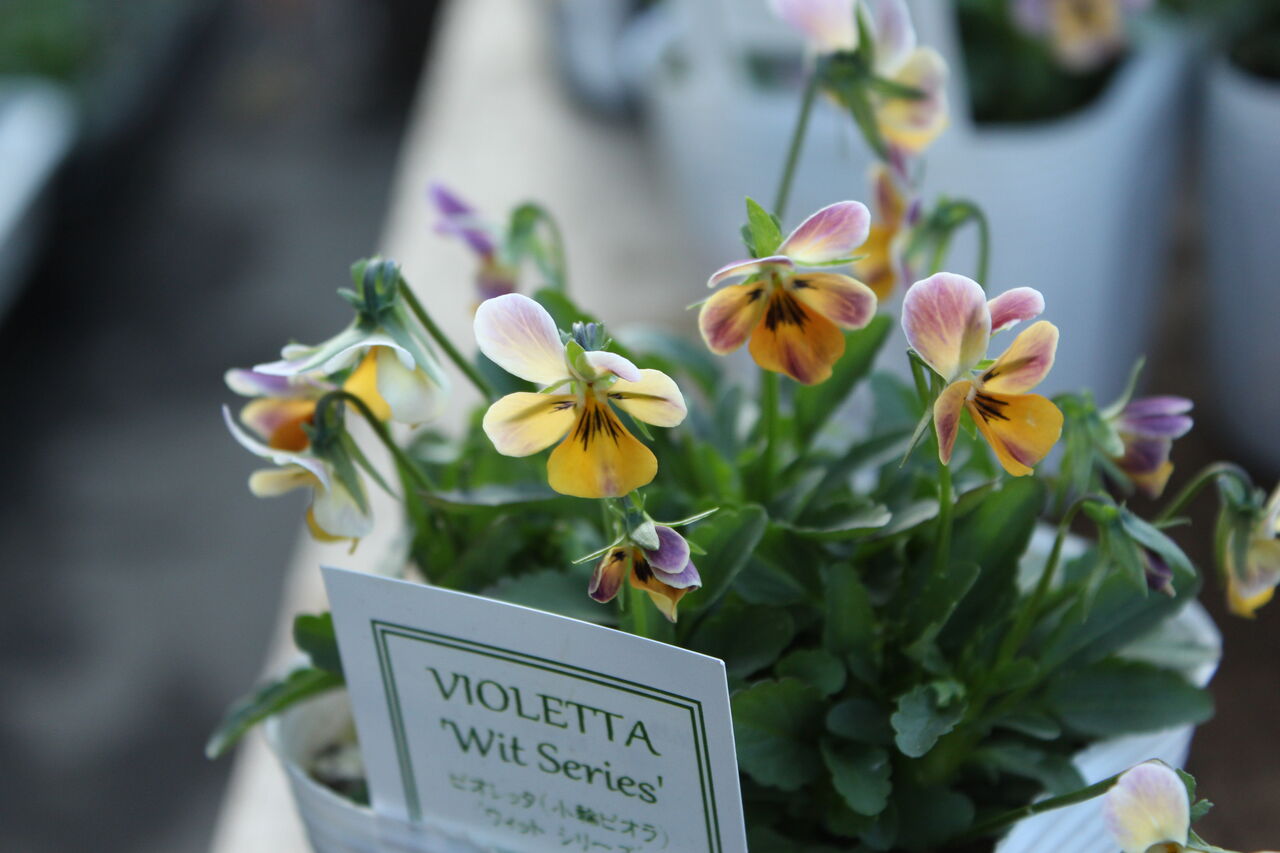 小輪ビオラ ビオレッタ プチ フルール Actis Flower Garden Green