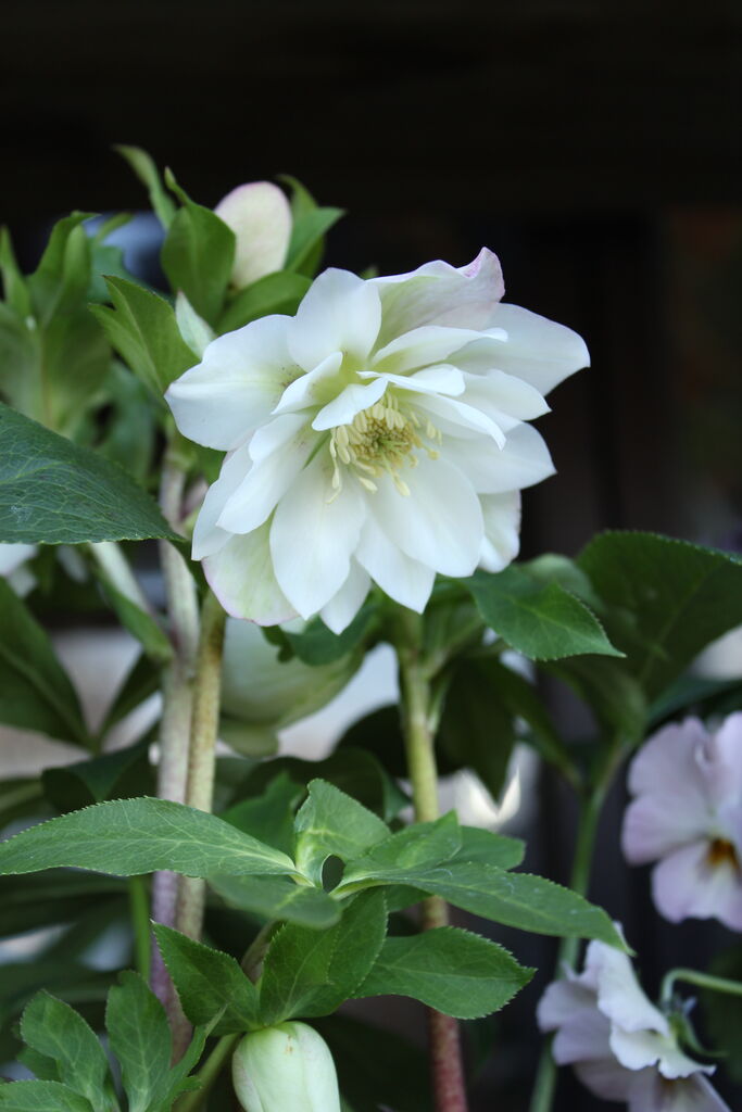 冬のお庭の主役です クリスマスローズ 原種シクラメン プチ フルール Actis Flower Garden Green