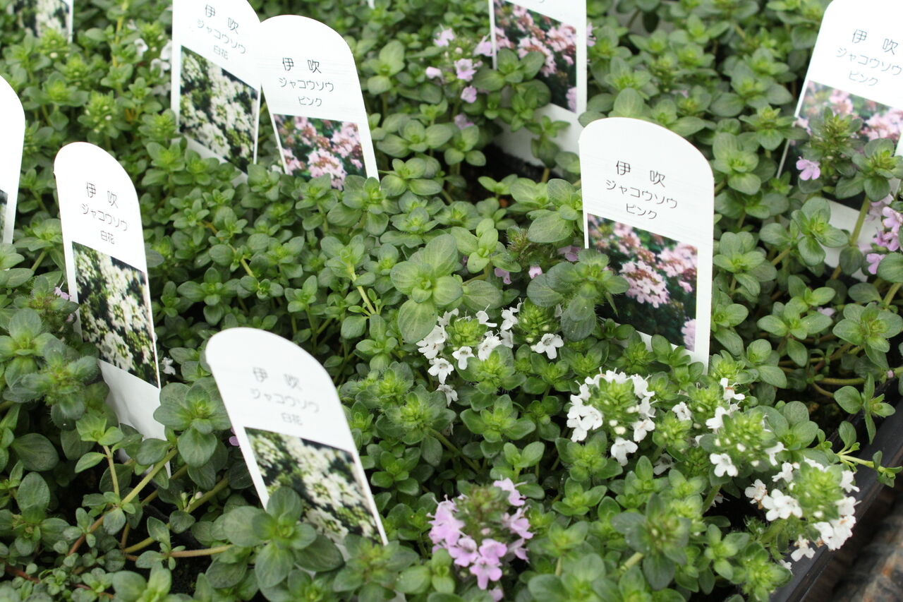 グランドカバーにおススメの花たち プチ フルール Actis Flower Garden Green