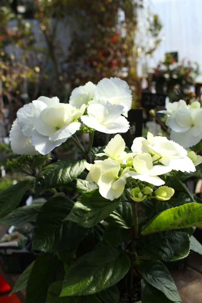 すっかりおなじみになりました 冬咲きアジサイ プチ フルール Actis Flower Garden Green