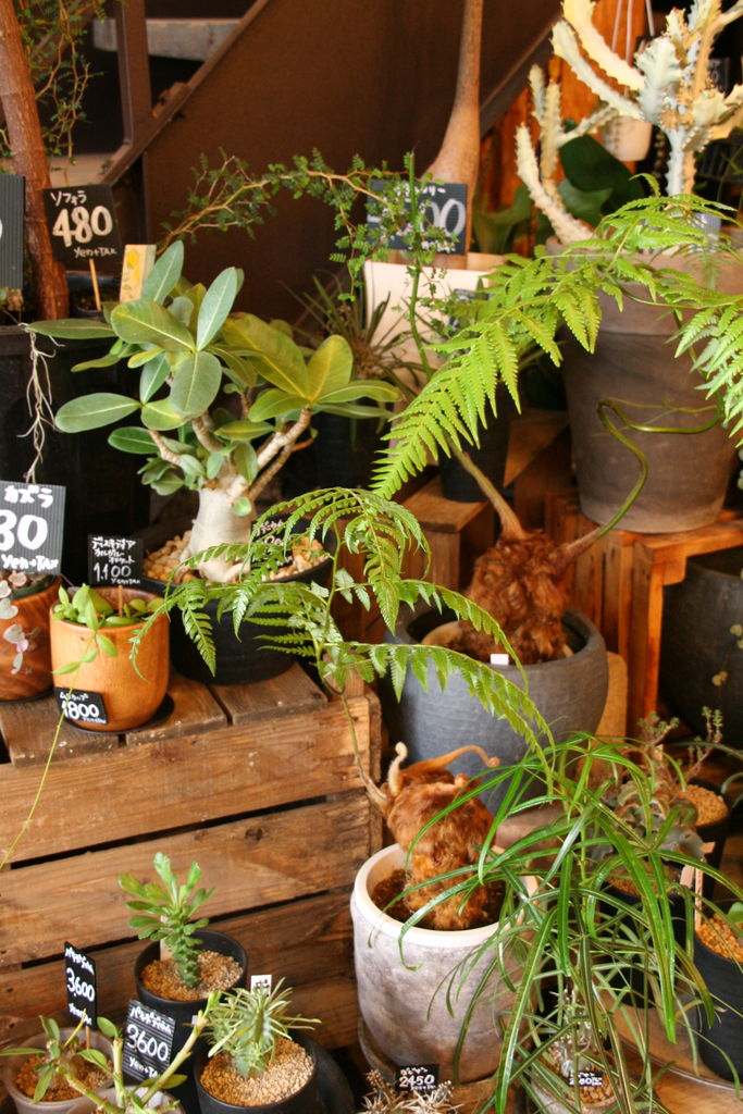 ゴールデンモンキー タカワラビ 入荷しました プチ フルール Actis Flower Garden Green