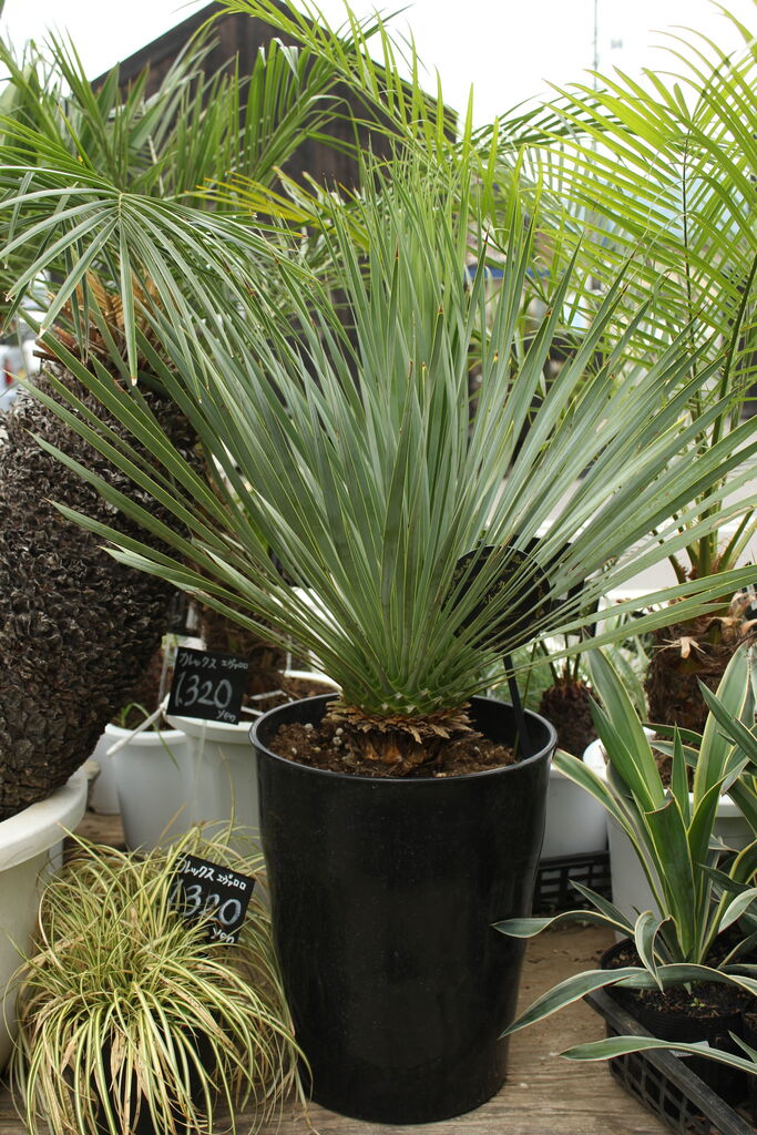 ドライガーデン好き❁⃘*.ﾟお世話いらずの枯れないユッカフェイク➕鉢