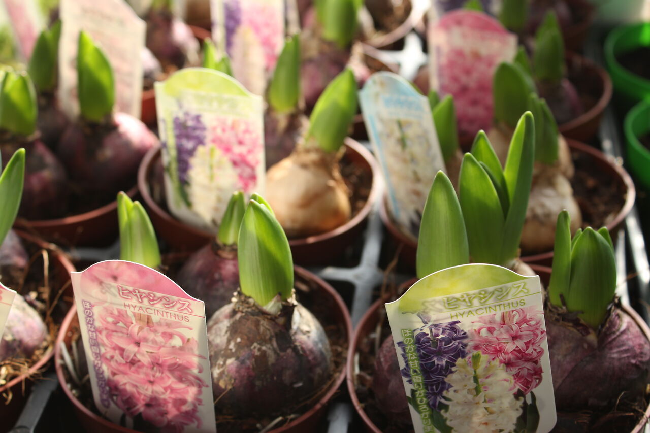 春を感じて 芽出し球根 プチ フルール Actis Flower Garden Green