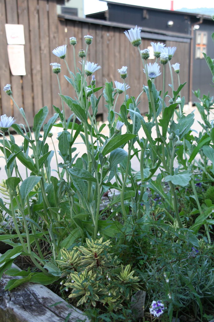 暑さ大好き アークトチス グランディス プチ フルール Actis Flower Garden Green