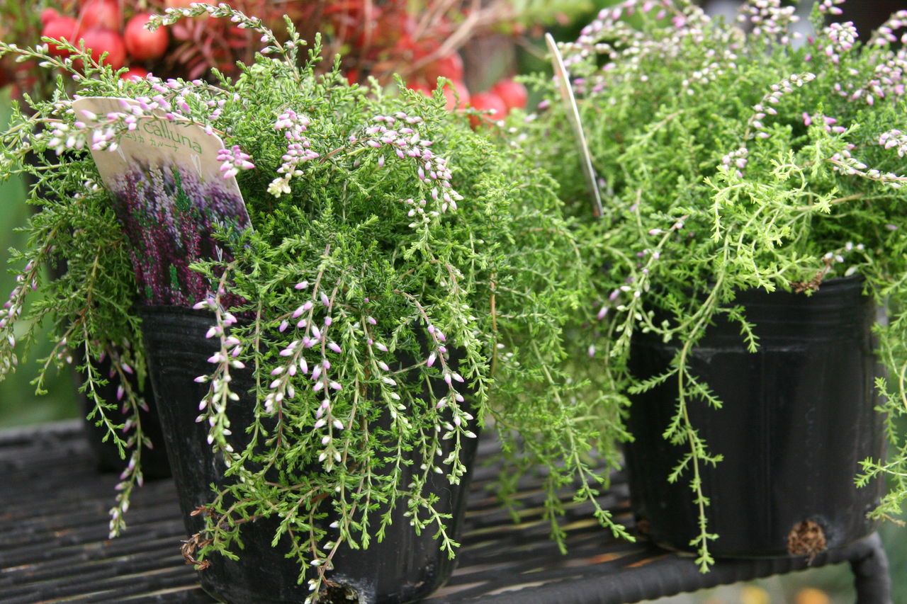 枝垂れ咲カルーナ ネリー と新入荷の花たち プチ フルール Actis Flower Garden Green