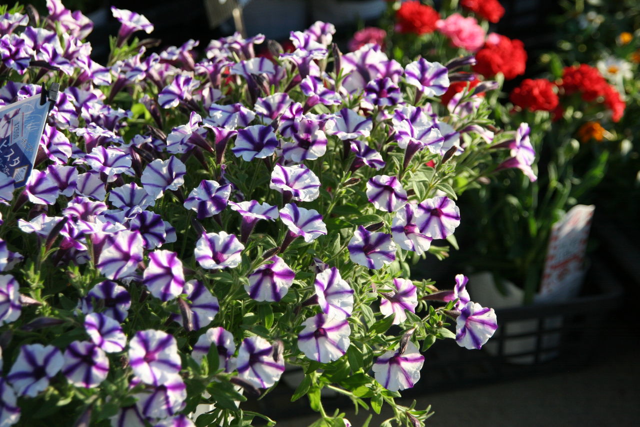 大きく育ててくださいね ロベリア 空色てふてふ と入荷の花 プチ フルール Actis Flower Garden Green 大きく育ててくださいね ロベリア 空色てふてふ と入荷の花 プチ フルール Actis Flower Garden Green