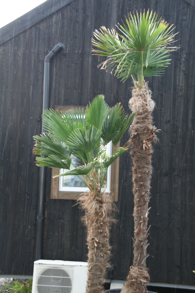 トロピカルなお庭いかがですか♪ : ACTIS FLOWER＆GARDEN GREEN プチ