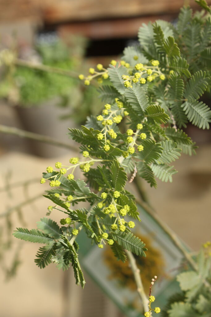 ミモザの花 プチ フルール Actis Flower Garden Green