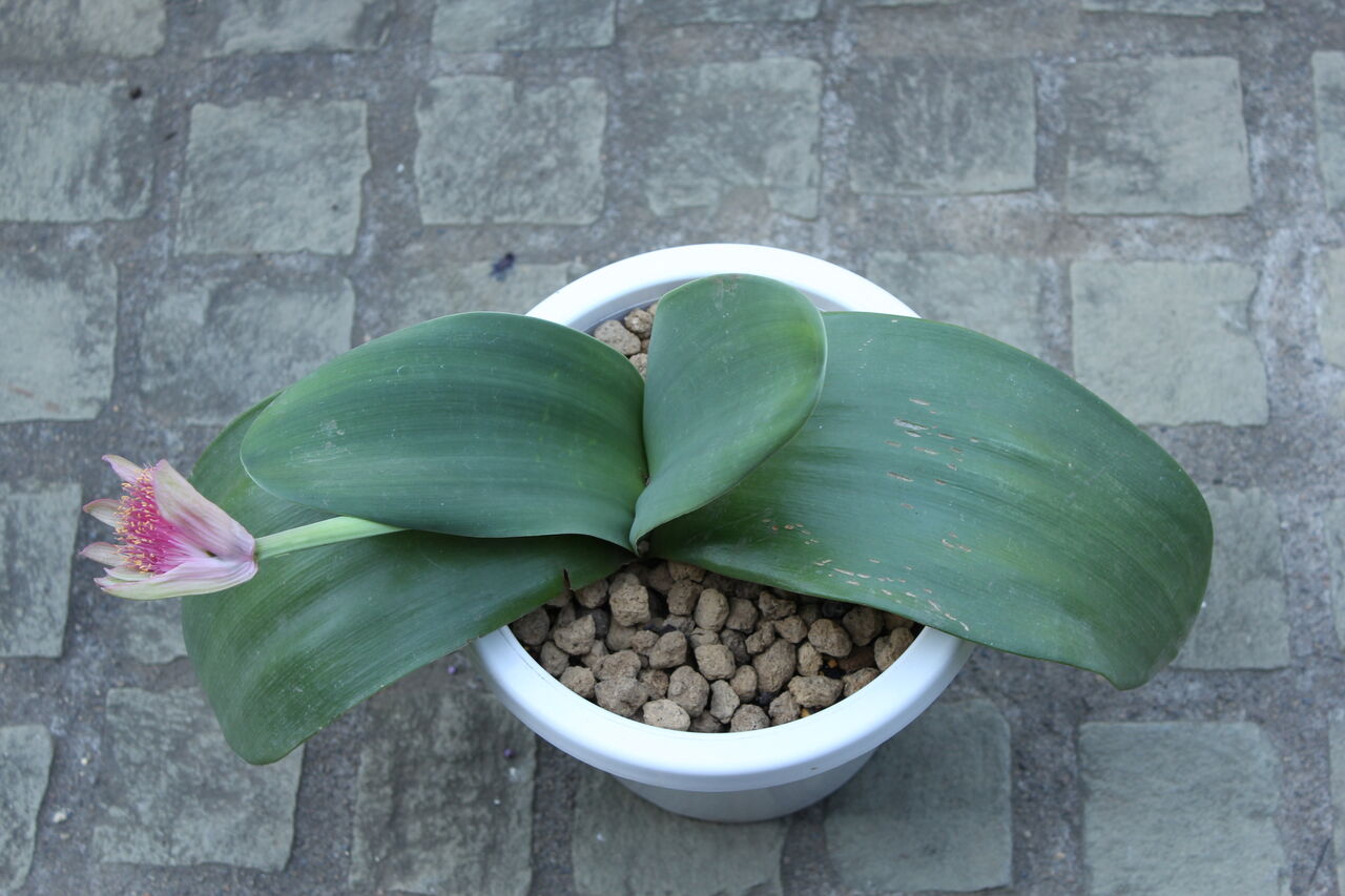 マユハケオモト（ハエマンサス）桃花入荷しています♪ : ACTIS