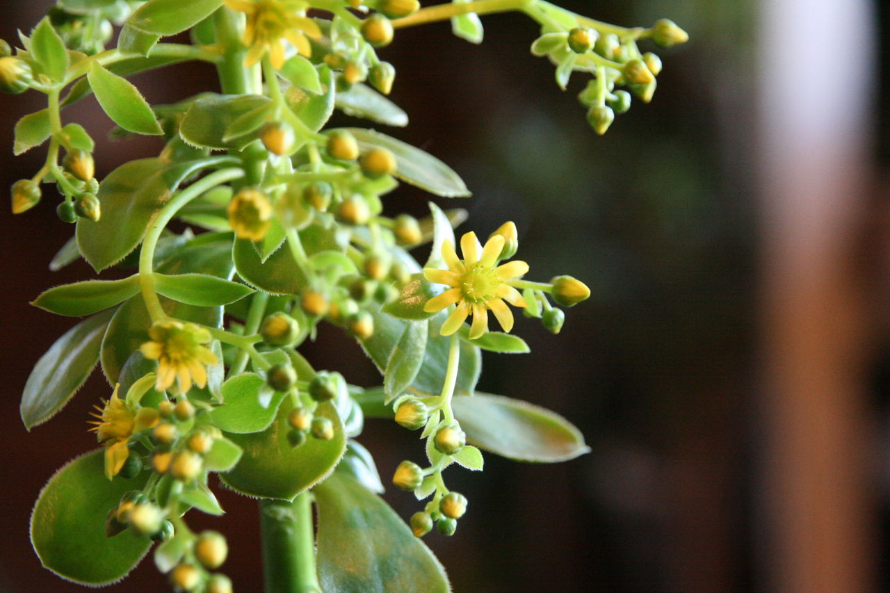 アエオニウムの花が咲きました プチ フルール Actis Flower Garden Green アエオニウムの花が咲きました プチ フルール Actis Flower Garden Green