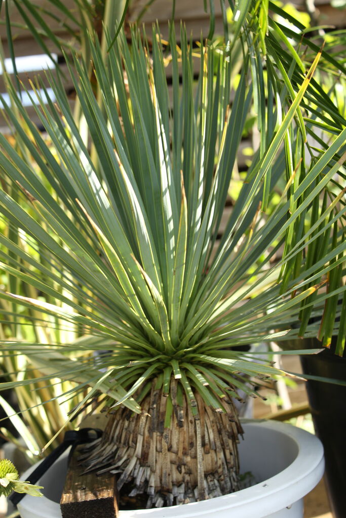 AL1073】ユッカ LA ALBERO Ver.リギダ ユッカ「リキダ」と耐寒性ユッカ