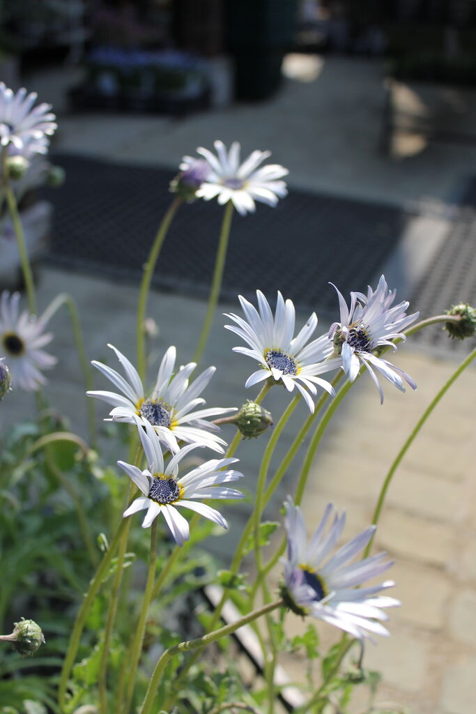 ブラキカム パープルステム とアークトチス グランディス プチ フルール Actis Flower Garden Green