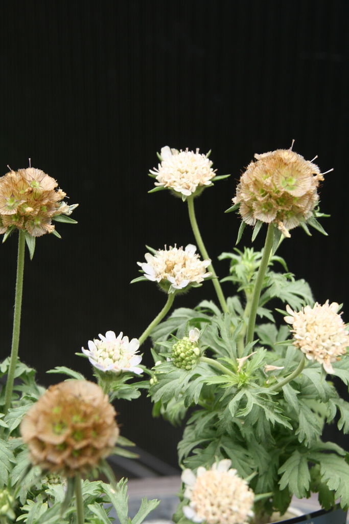 スカビオサ ドラムスティック とペチュニア 湘南ヴェルデ プチ フルール Actis Flower Garden Green