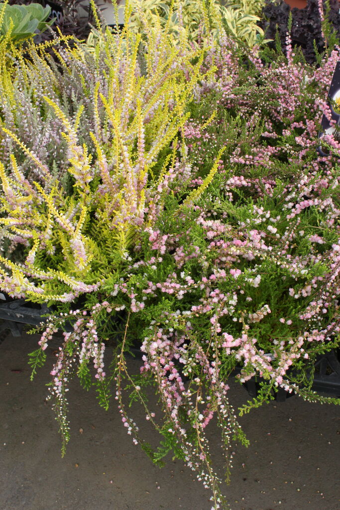 八重咲 カルーナ ｖノーザンライト と入荷の花たち Actis Flower Garden Green プチ フルール