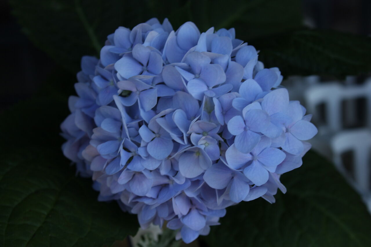 四季咲きアジサイの底力 プチ フルール Actis Flower Garden Green