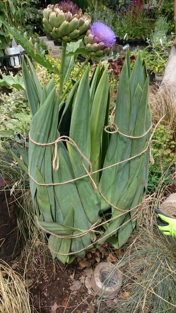 耐寒性ユッカ「カルネロサーナ」 : ACTIS FLOWER＆GARDEN GREEN