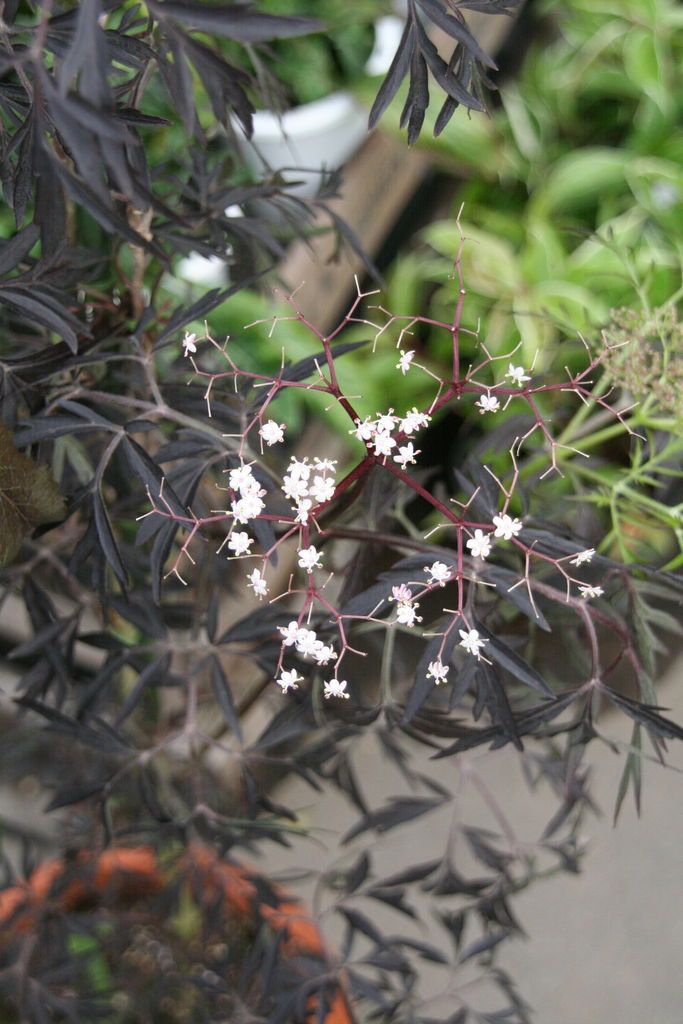 西洋ニワトコ ブラックレース と人気の庭木せいぞろいです プチ フルール Actis Flower Garden Green