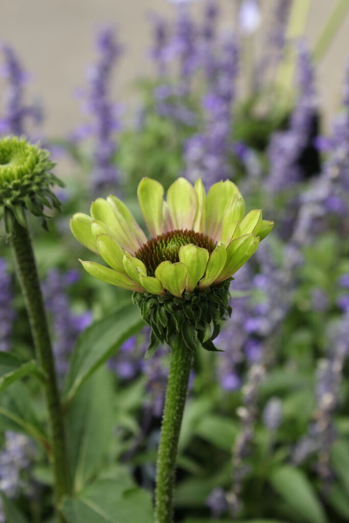 エキナセア グリーンツイスター とお庭を彩る宿根草 プチ フルール Actis Flower Garden Green