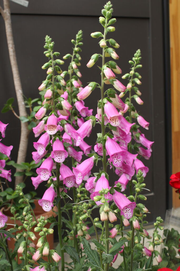 松原園芸さんのペチュニア・ヴァンサンカン「みどりのヴェール