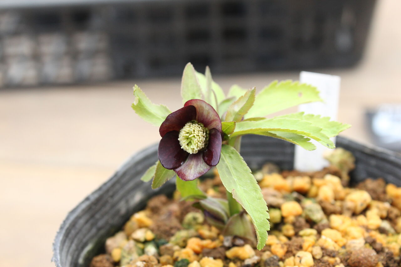 原種クリスマスローズ クロアチカス ハイブリッド種 入荷しました プチ フルール Actis Flower Garden Green 原種クリスマスローズ クロアチカス ハイブリッド種 入荷しました プチ フルール Actis Flower Garden Green