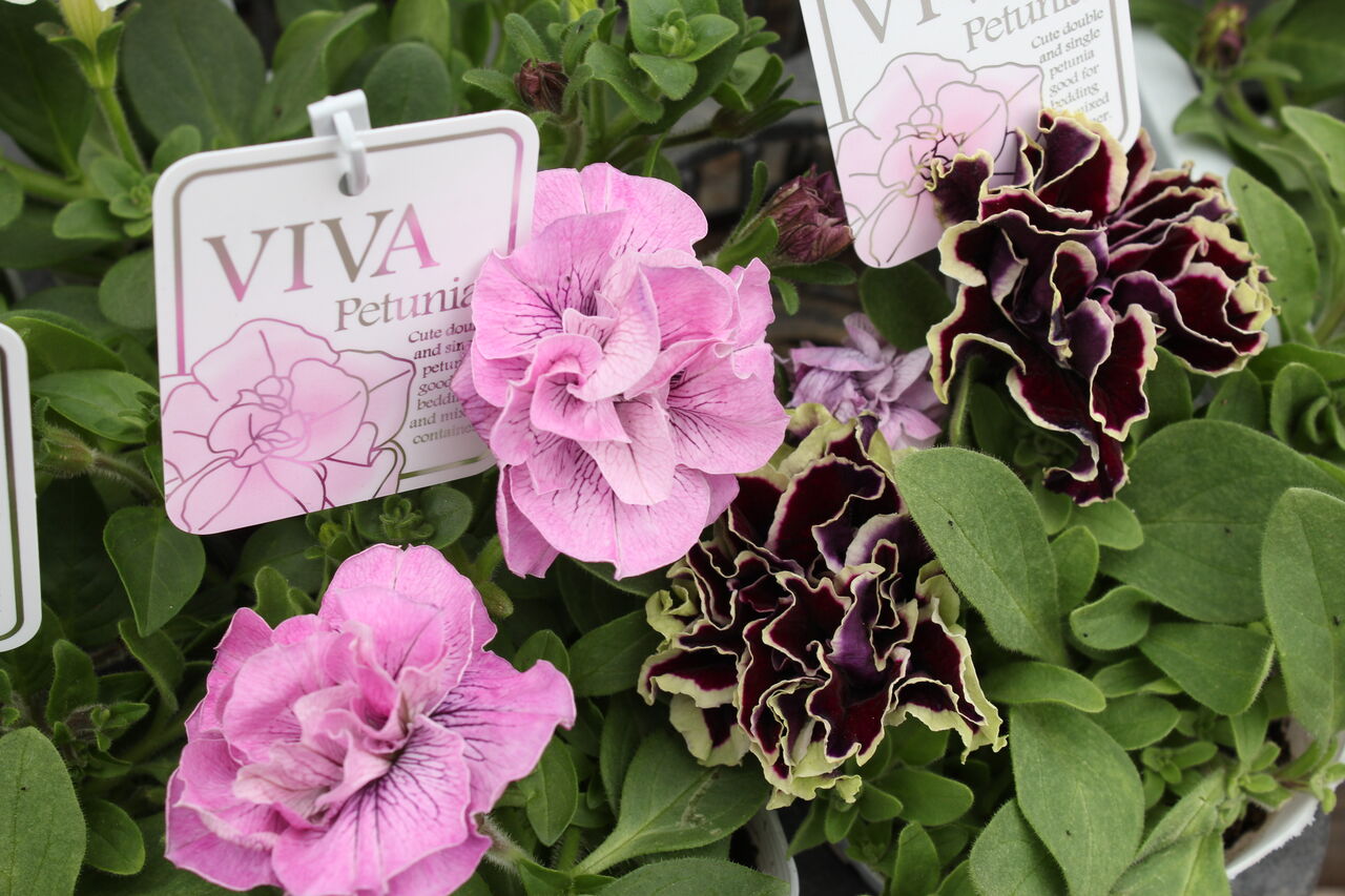 ペチュニア Viva シリーズ プチ フルール Actis Flower Garden Green