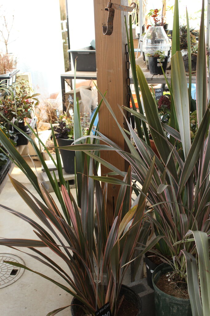 寒さok お庭のアクセントにニューサイランいかがですか プチ フルール Actis Flower Garden Green