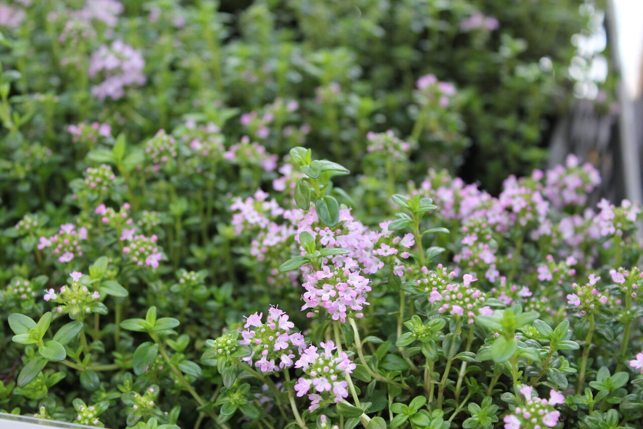 セダム グランドカバーに人気の植物 プチ フルール Actis Flower Garden Green
