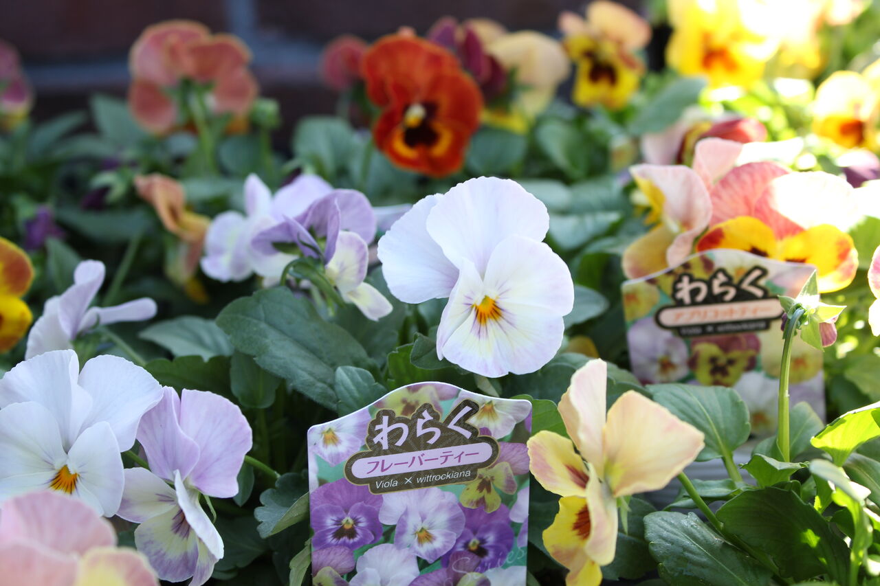 新色続々!八重咲パンジー「ファビュラス」&「わらく」 : ACTIS 新色続々!八重咲パンジー「ファビュラス」&「わらく」 : ACTIS