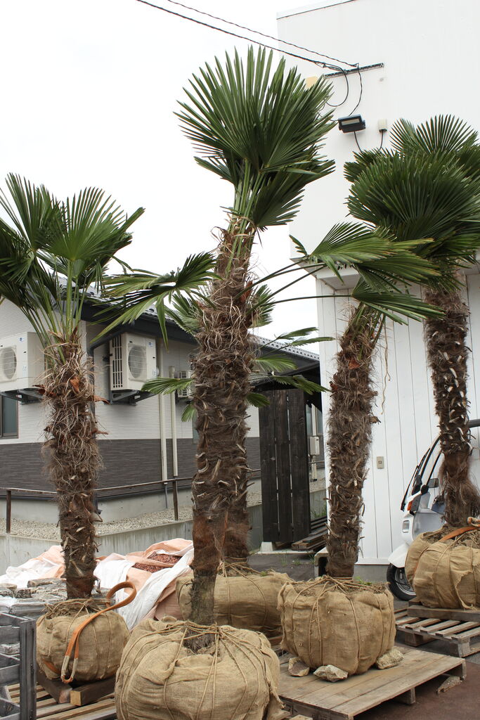 シュロ入荷です！ : ACTIS FLOWER＆GARDEN GREEN プチ*フルール