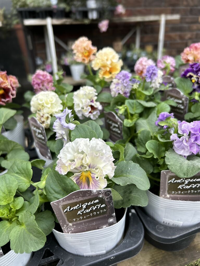 アンティークラッフル入荷しました♪ : ACTIS FLOWER＆GARDEN GREEN