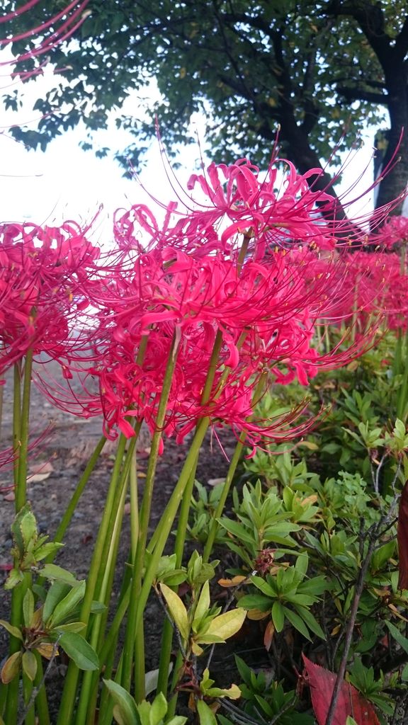 毎年よく咲く秋の花たち プチ フルール Actis Flower Garden Green