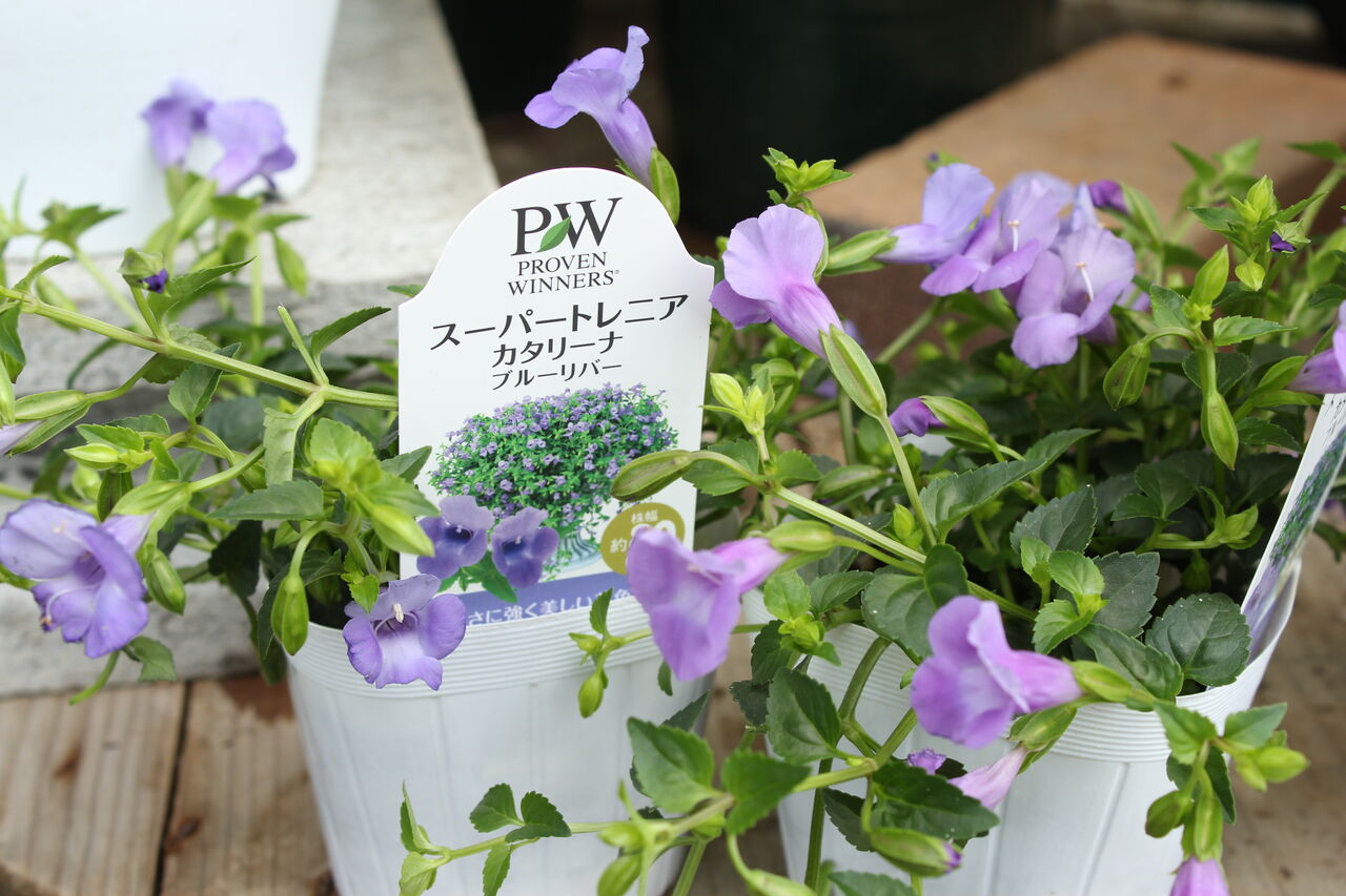 大 きく育ちます スーパートレニア カタリーナ プチ フルール Actis Flower Garden Green