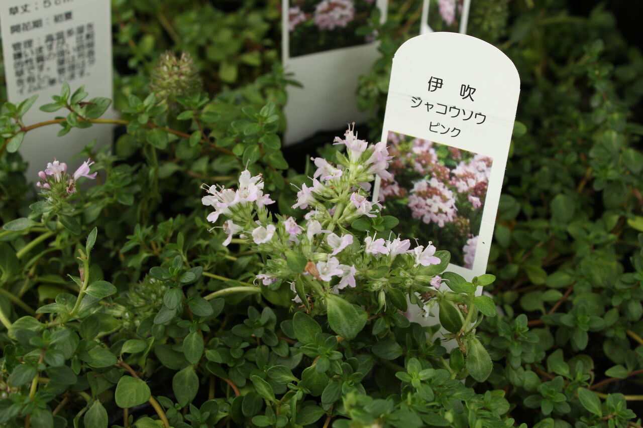 グランドカバーに プチ フルール Actis Flower Garden Green