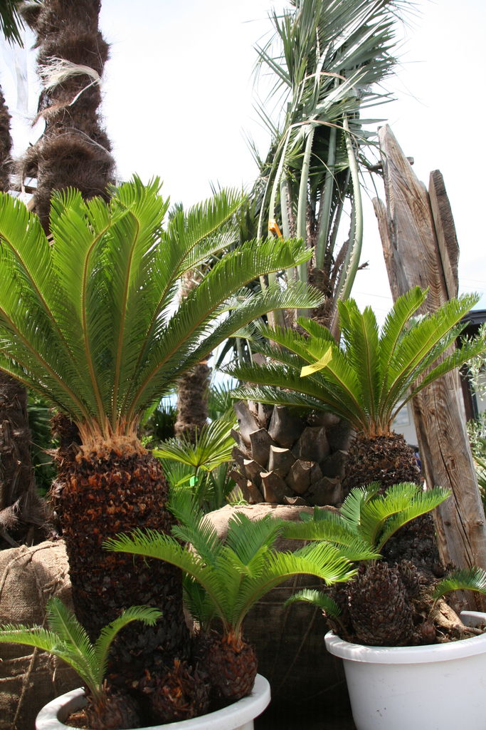 トウジュロ　ヤシ　シュロ　2メートル　カリフォルニアドライガーデン トウジュロ ヤシ シュロ 2メートル カリフォルニアドライガーデン