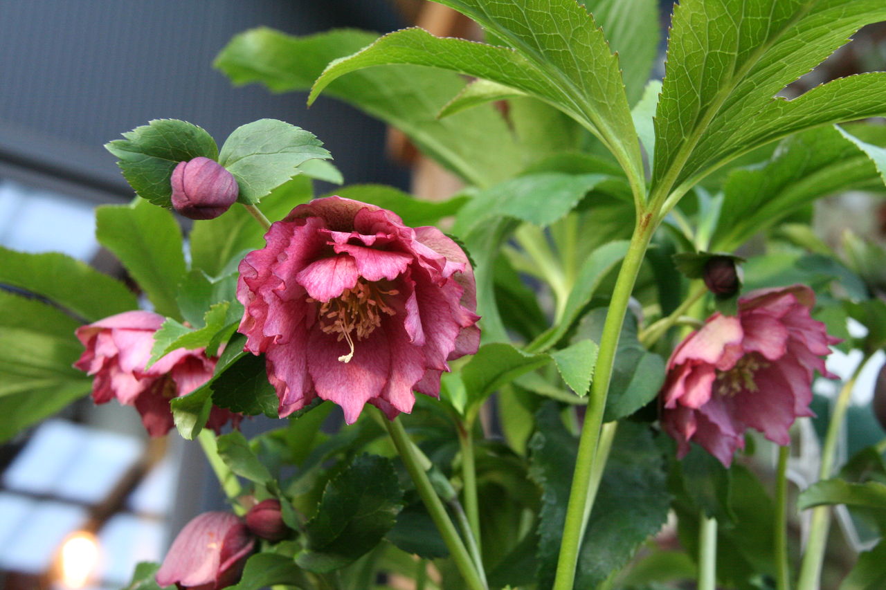 クリスマスローズ ダブルクイーン シリーズ プチ フルール Actis Flower Garden Green クリスマスローズ ダブルクイーン シリーズ プチ フルール Actis Flower Garden Green