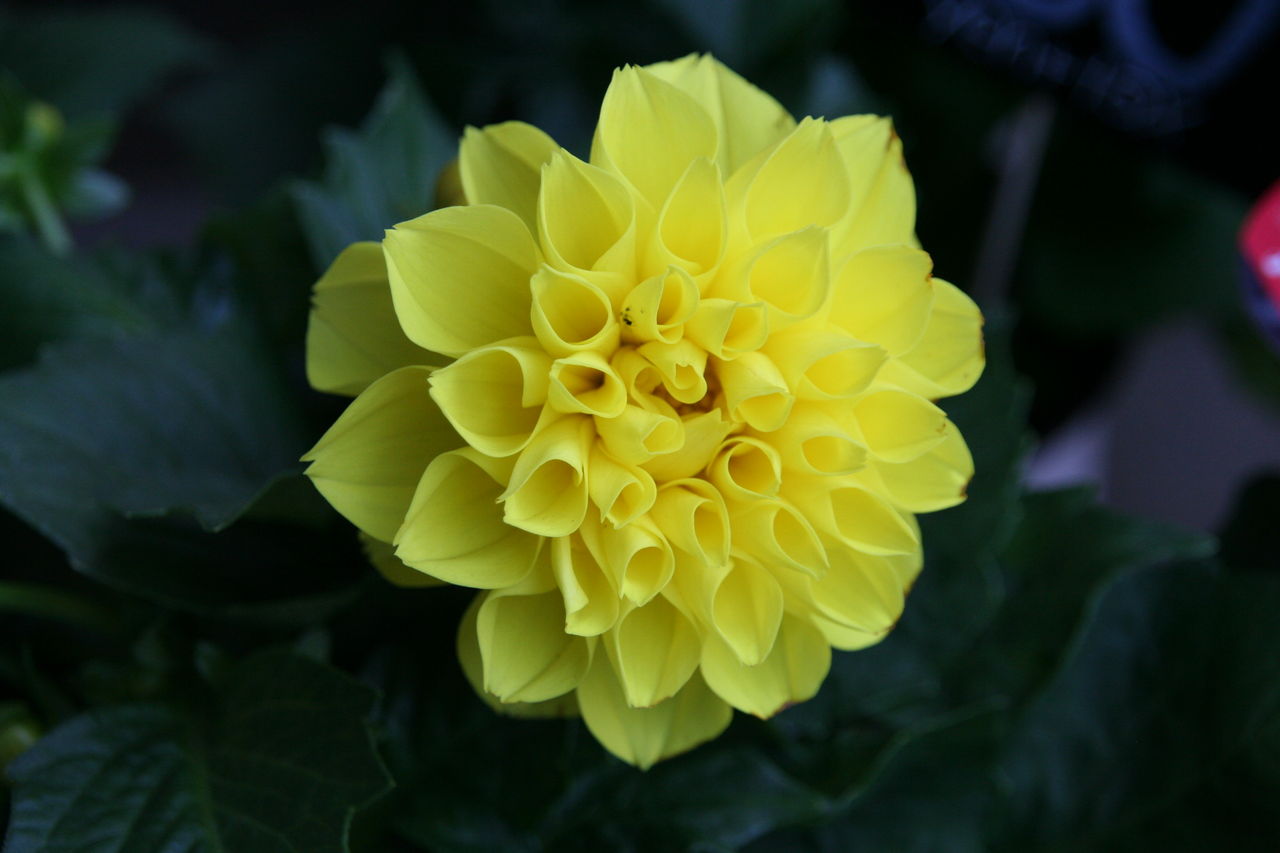 ダリアがかわいい プチ フルール Actis Flower Garden Green