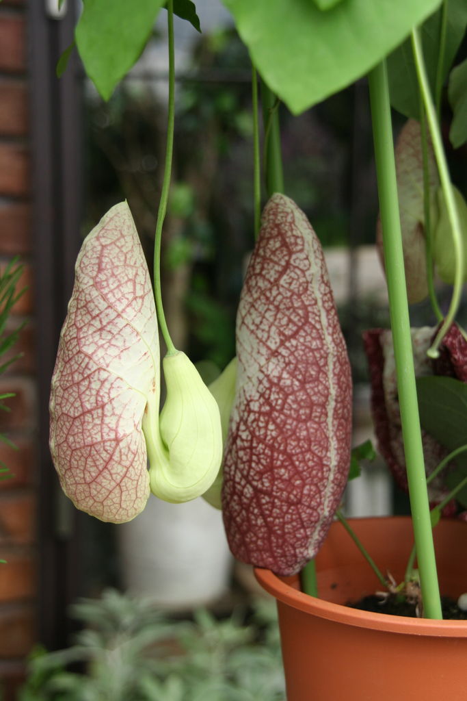 熱帯植物をお気軽に プチ フルール Actis Flower Garden Green
