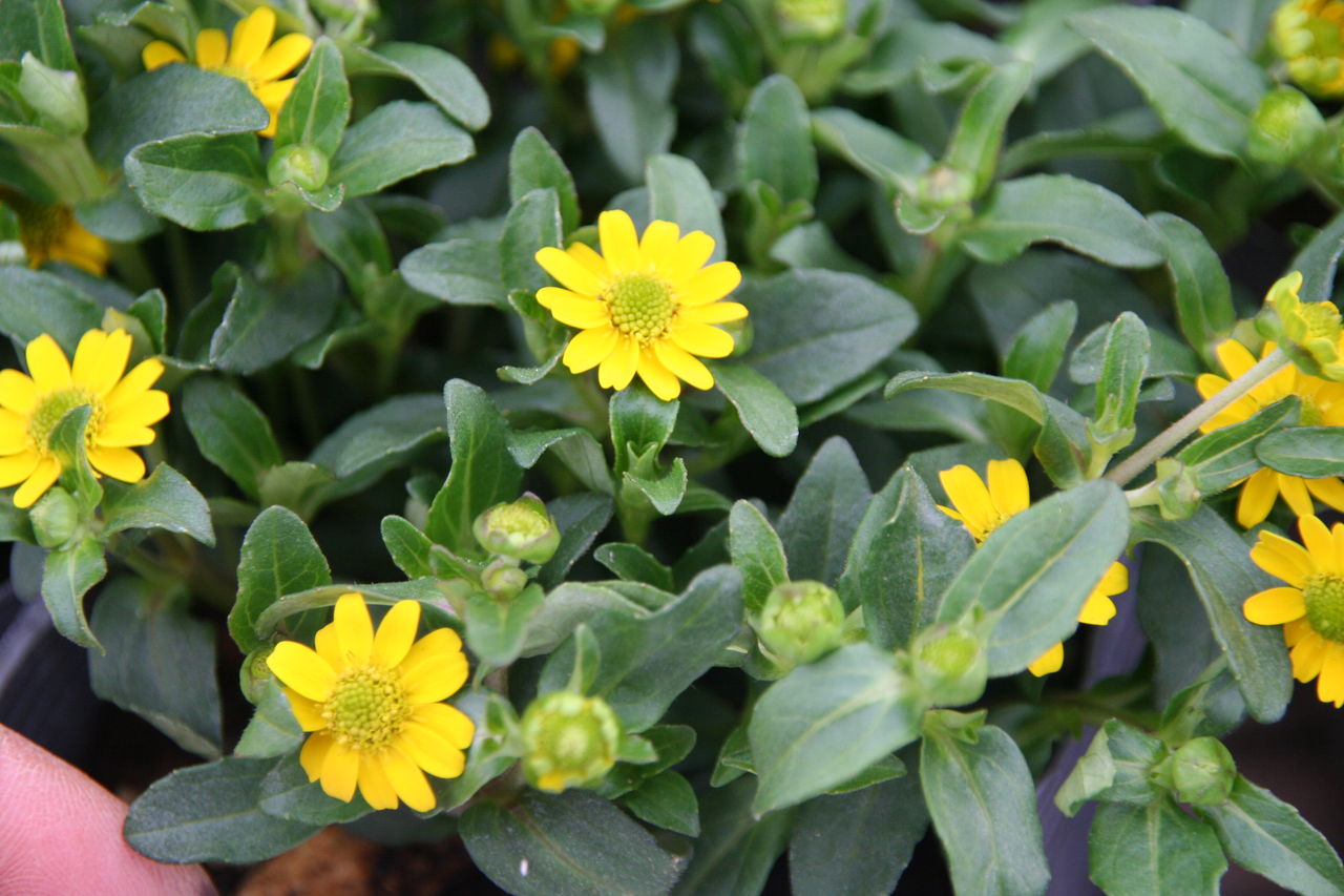 藤色のバーベナと入荷の花たち プチ フルール Actis Flower Garden Green