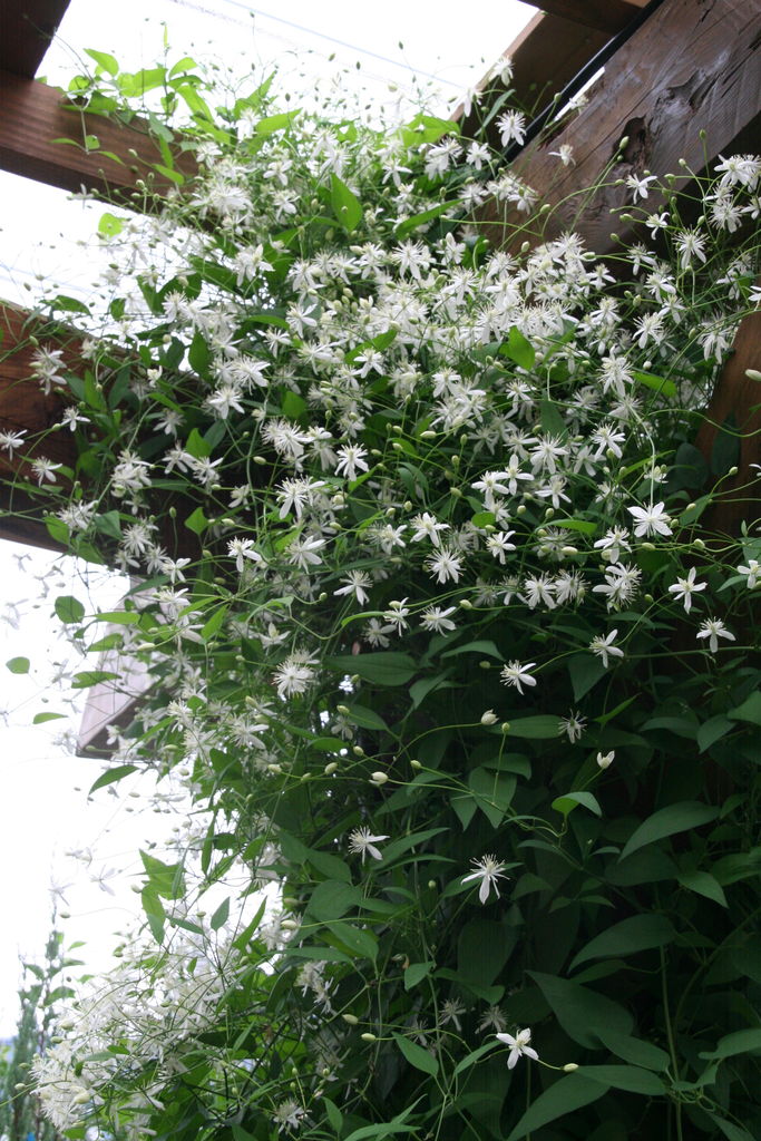 満開 原種クレマチス センニンソウ プチ フルール Actis Flower Garden Green 満開 原種クレマチス センニンソウ プチ フルール Actis Flower Garden Green