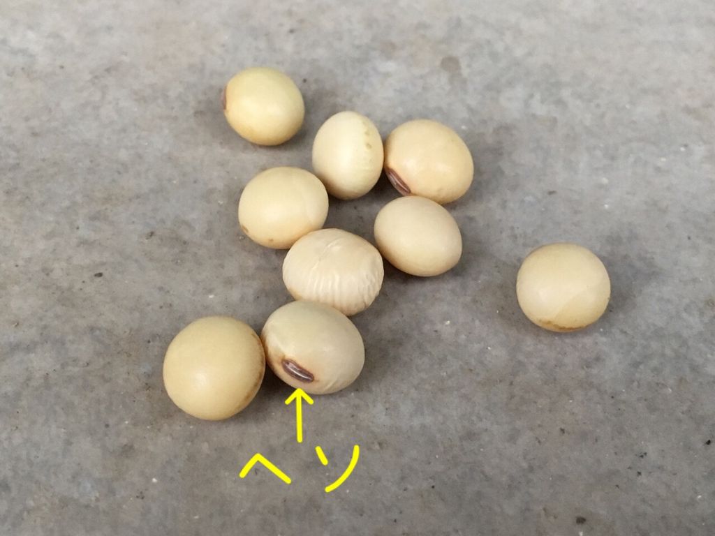 枝豆蒔いた 第一陣 私にまつわるエトセトラ 何でも一度はやってみたい